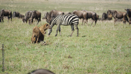 Fototapeta Naklejka Na Ścianę i Meble -  herd of zebras close to hyenas wildbeest