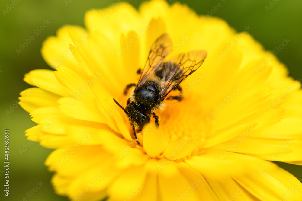 Bee and flower. Close up of a large bee collecting pollen on yellow flower on a Sunny day. Macro horizontal photography. Summer and spring backgrounds Bee and flower. Close up of a large bee collecting pollen on yellow flower on a Sunny day. Macro horizontal photography. Summer and spring backgrounds