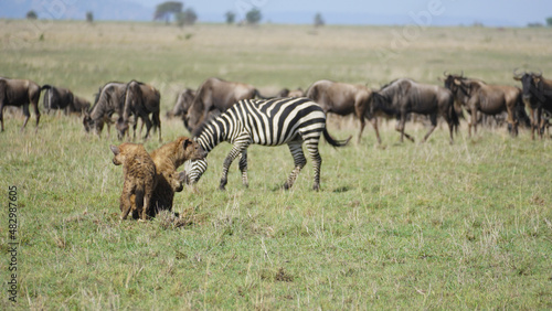 herd of zebras hyenas und wildbeest