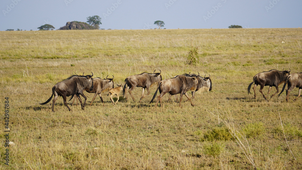 Naklejka premium herd of wildebeest