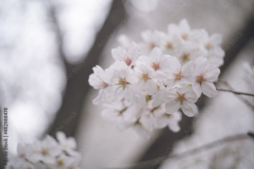 ソメイヨシノの桜の花が満開 春のお花見スポット 日本九州福岡県久留米市