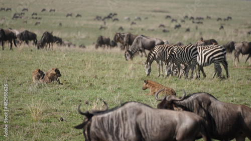 blue wildebeest and zebras