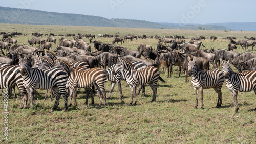 Fototapeta Naklejka Na Ścianę i Meble -  Große Tierwanderung Serengeti Zebras Gnus 