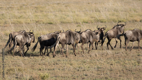 Fototapeta Naklejka Na Ścianę i Meble -  herd of wildebeest