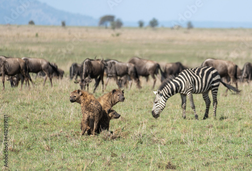 zebras and wildebeest and hyenas