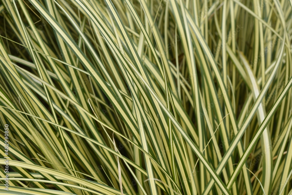 Variegated Calex leaves. Cyperaceae evergreen perennial plants. Variegated Calex leaves. Cyperaceae evergreen perennial plants.