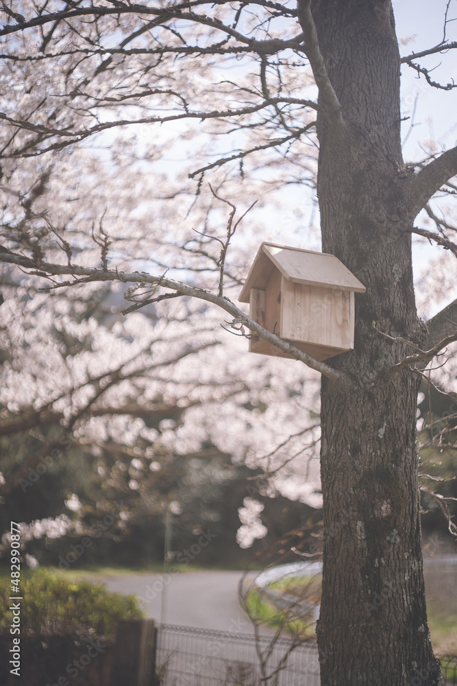 満開のソメイヨシノの桜の花と鳥の巣箱 春のお花見 日本九州福岡県久留米市