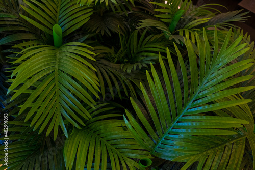 tropical leaves on dark tropical foliage nature background dark green foliage nature.