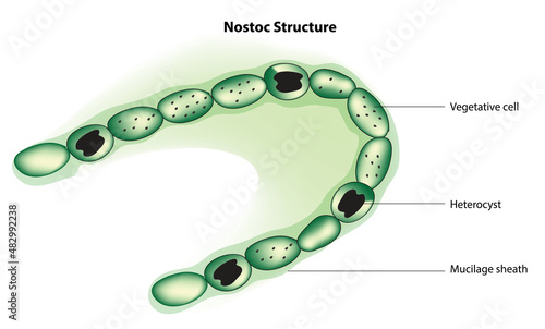 nostoc structure (nostoc anatomy)