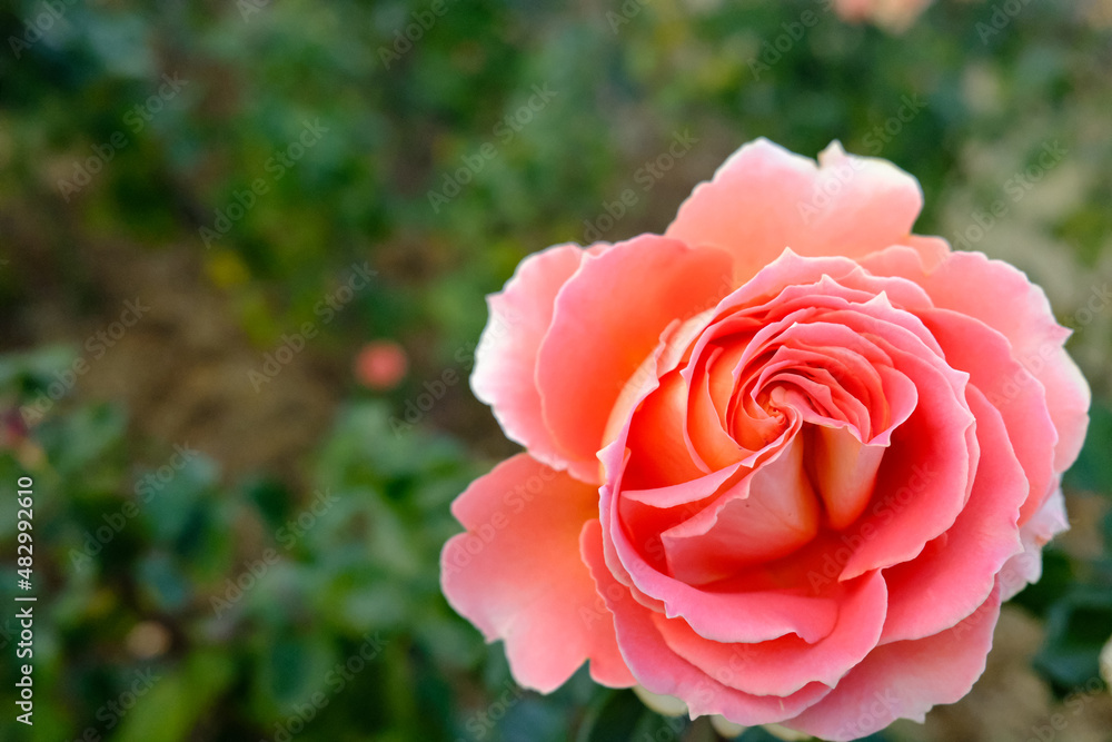 Orange flower with blurred background. Close up beautiful tangerine and dreamy apricot roses glow in the sunny flower garden at Hamamatsu, Japan. 