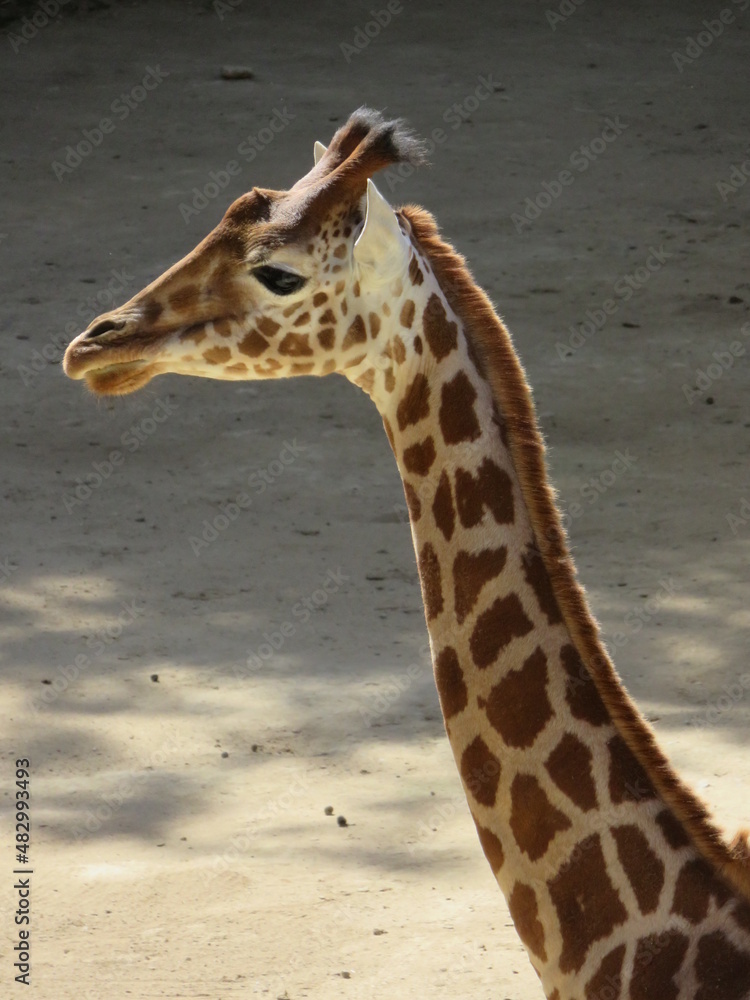 Obraz premium Giraffe