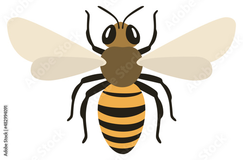 Honey bee illustration with spread wings