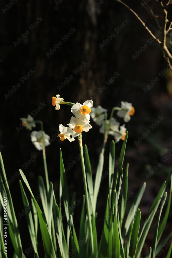 white narcissus flower in a garden white narcissus flower in a garden