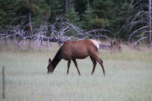 Elk Grazing, Jasper National Park, Alberta