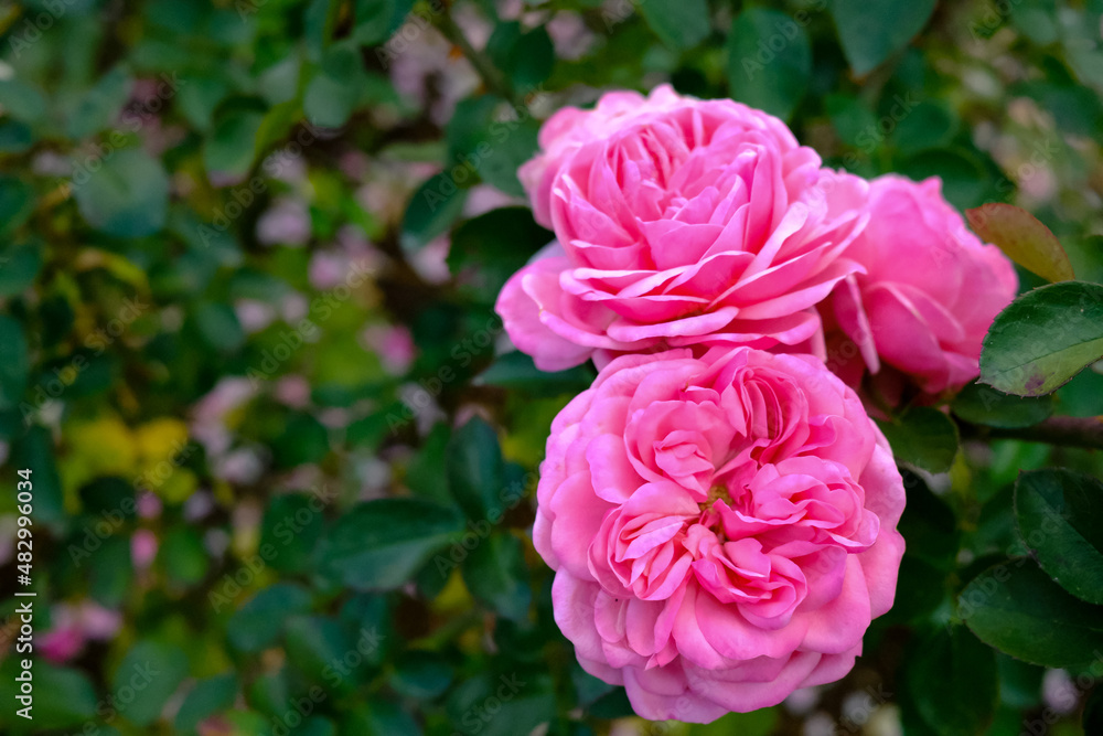 Beautiful close up pink roses, rosa gertrude jekyll, growth in garden at Hamamatsu Flower Park, Japan with blurred background Beautiful close up pink roses, rosa gertrude jekyll, growth in garden at Hamamatsu Flower Park, Japan with blurred background