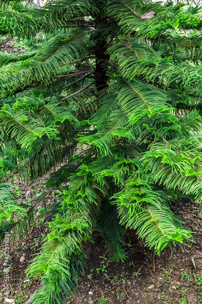 Pine branch with green leave background. Mountain pine in the forest. Pine branch with green leave background. Mountain pine in the forest.