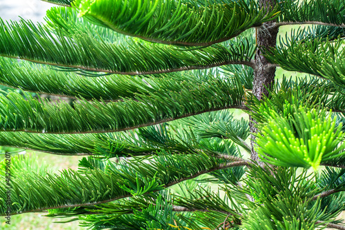 Pine branch with green leave background. Mountain pine in the forest.