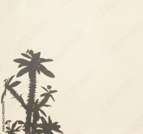 Natural organic flower botanic shadow overlay daytime black and white wall block background. Plant leaves texture shadow abstract. Crown of thorns  Christ plant  or Christ thorn. 