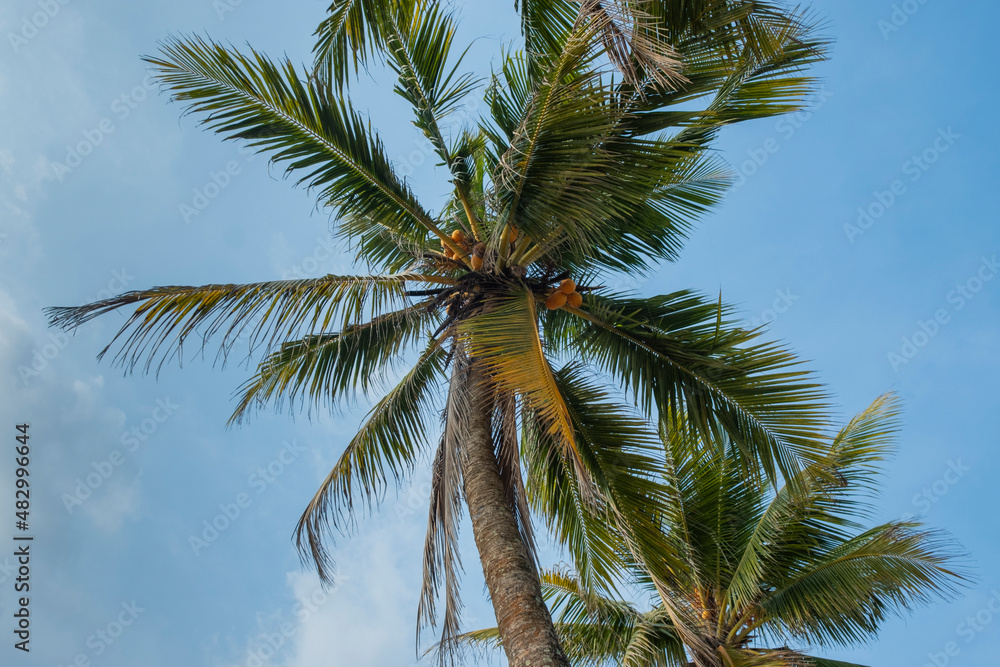 coconut palm tree in the skyes