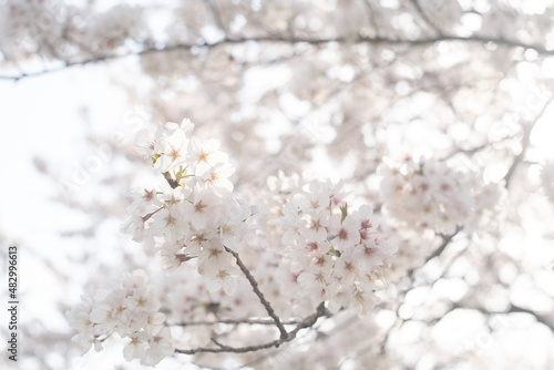 ソメイヨシノの桜の花が満開 春のお花見スポット 日本九州福岡県久留米市 © mm