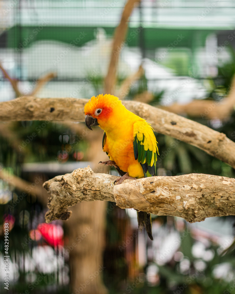 Obraz premium Beauty Yellow Parrot