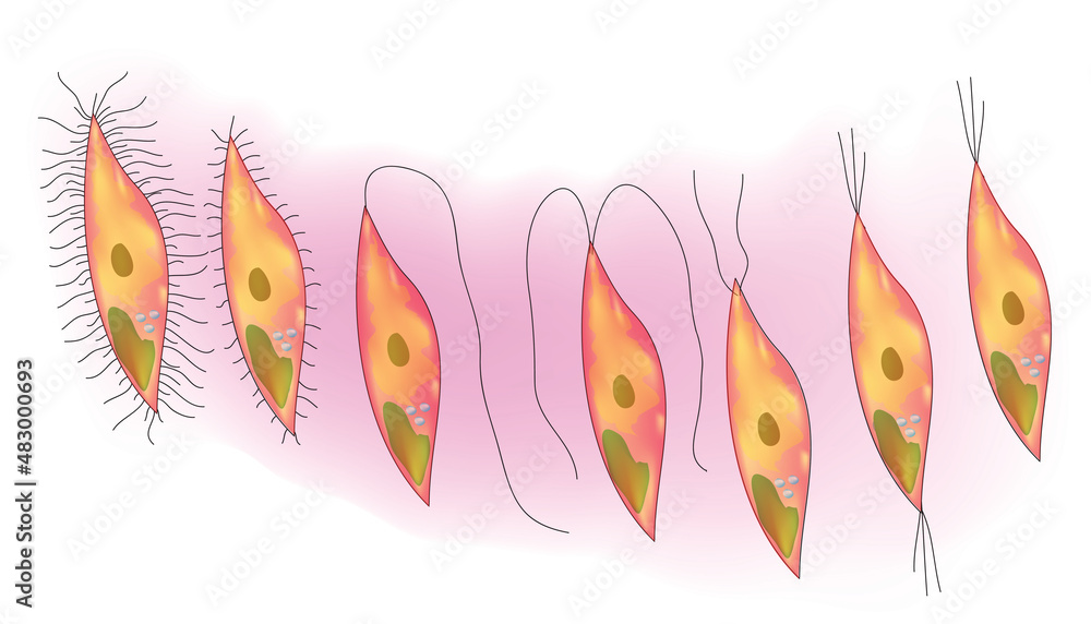 flagella classification (types of flagellar arrangement) Stock Vector
