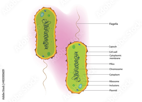 Monotrichous bacteria (single flagellum bacterium)
