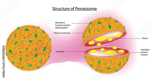 peroxysome, Peroxisome anatomy (globular organelles in eukaryotic cells) photo