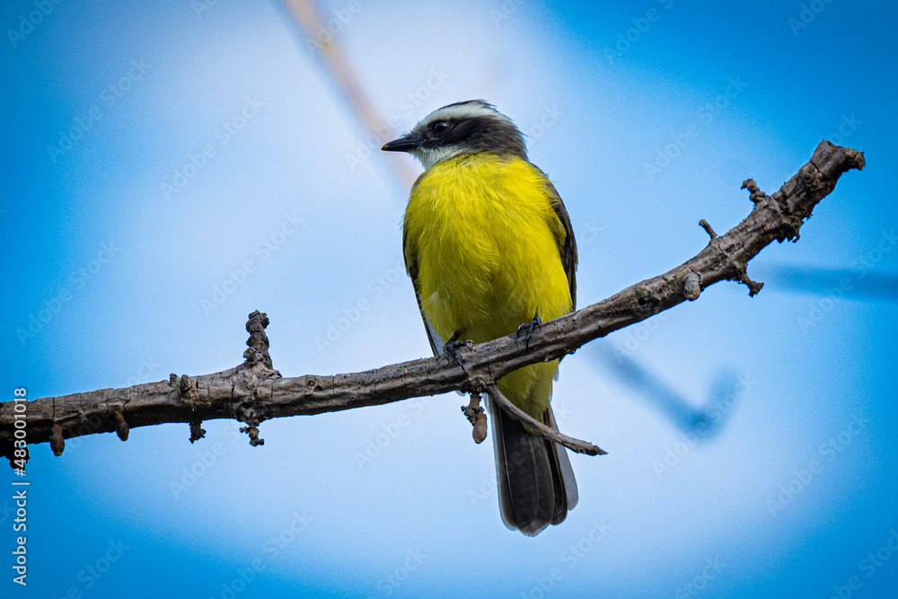 Fototapeta premium yellow backed shrike