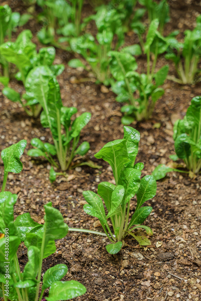 spinach on the organic garden spinach on the organic garden