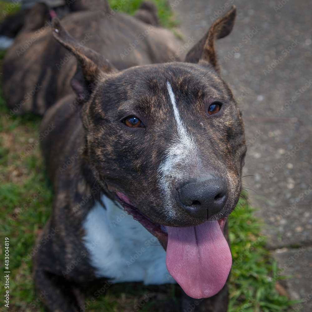 A clean and healthy dog looking to play with anyone who wants to join in. A clean and healthy dog looking to play with anyone who wants to join in.