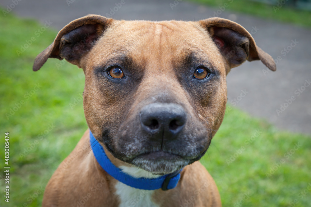 A clean and healthy dog looking to play with anyone who wants to join in. A clean and healthy dog looking to play with anyone who wants to join in.