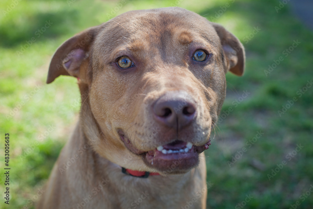 A clean and healthy dog looking to play with anyone who wants to join in. A clean and healthy dog looking to play with anyone who wants to join in.