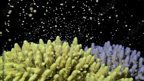 Yellow and purple Acropora corals release egg and sperm (gametes) during coral spawning event in the South Pacific  photo