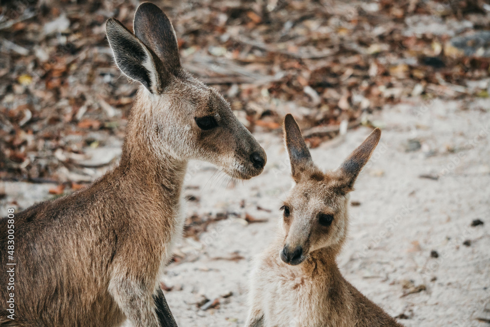 Fototapeta premium Two Kangaroos Facing Each Other in Natural Australian Bushland Setting