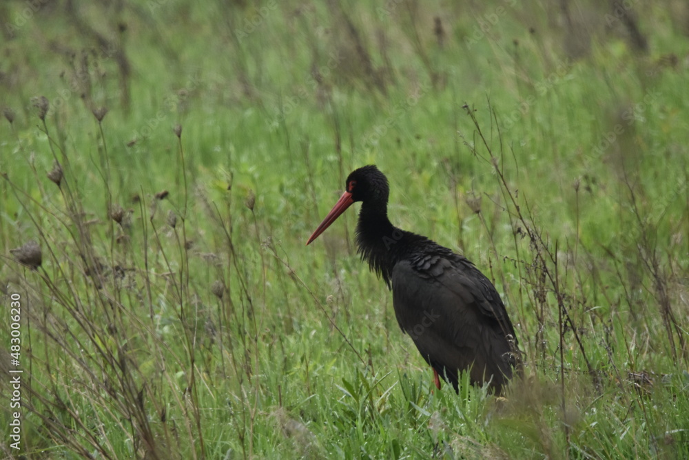Naklejka premium Black stork feeding on a wet meadow. The bird with long legs looks for small mammals and invertebrates.