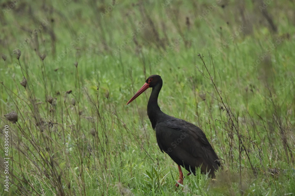 Black stork feeding on a wet meadow. The bird with long legs looks for small mammals and invertebrates. Black stork feeding on a wet meadow. The bird with long legs looks for small mammals and invertebrates.
