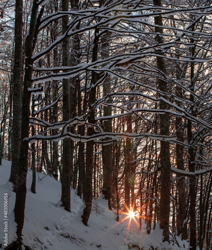 a sunrise through the trees in winter