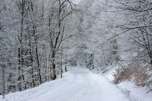 a forest road through the forest in winter