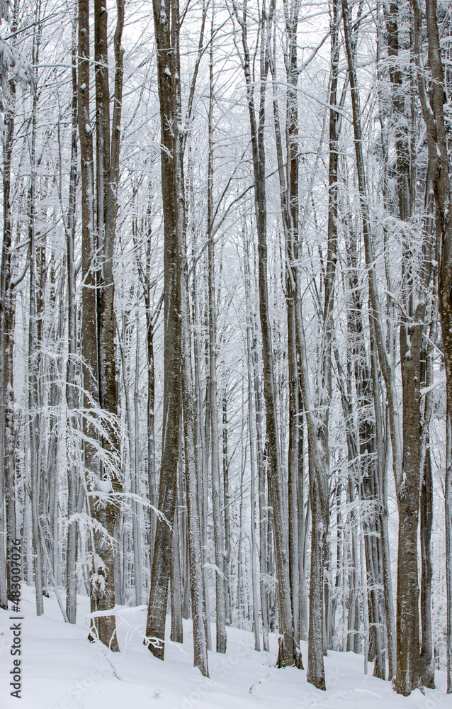 Fototapeta premium landscape in a winter beech forest