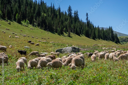 Grazing flock of sheep in green mountains.