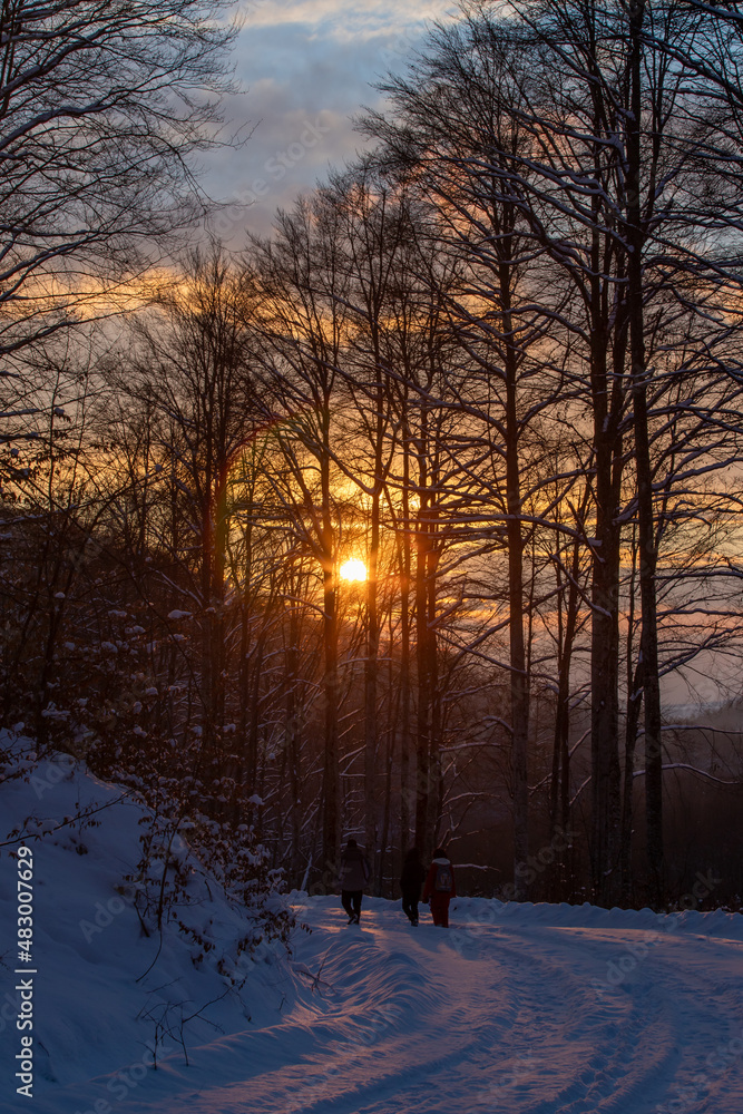 Obraz premium tourists on a road in the woods on a winter evening