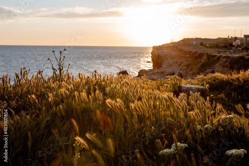 Tall grass grows on a cliff above the sea at sunset