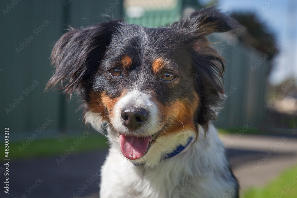 Fototapeta premium A clean and healthy dog looking to play with anyone who wants to join in.