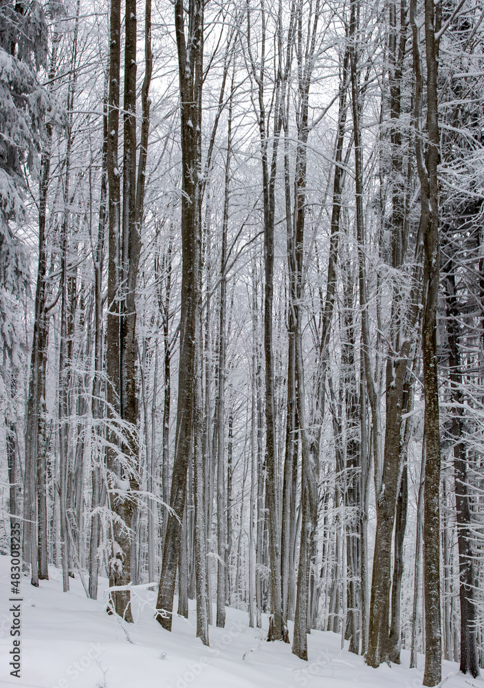 Beech tree stems in the forest in winter Beech tree stems in the forest in winter