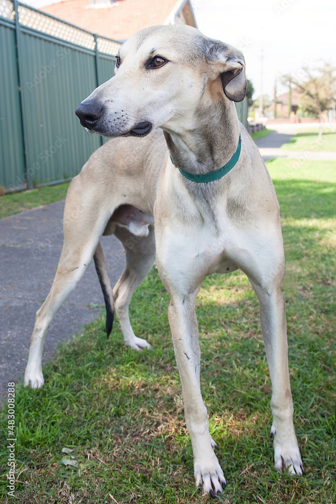 A clean and healthy dog looking to play with anyone who wants to join in. A clean and healthy dog looking to play with anyone who wants to join in.