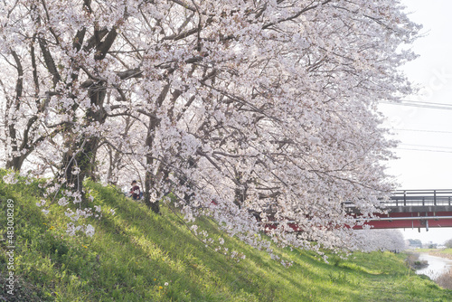 ソメイヨシノの桜の花が満開 春のお花見スポット 九州福岡県うきは市浮羽町巨瀬川沿い流川の桜並木