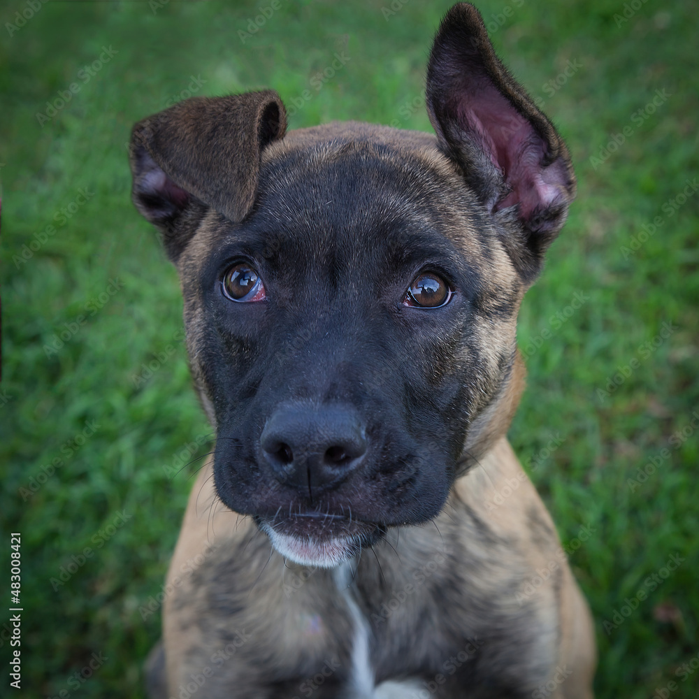 A clean and healthy dog looking to play with anyone who wants to join in. A clean and healthy dog looking to play with anyone who wants to join in.