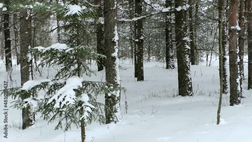 Snowfall in the pine forest. Winter forest with snowdrifts falls asleep with snow. Snowfall in the pine forest. Winter forest with snowdrifts falls asleep with snow.