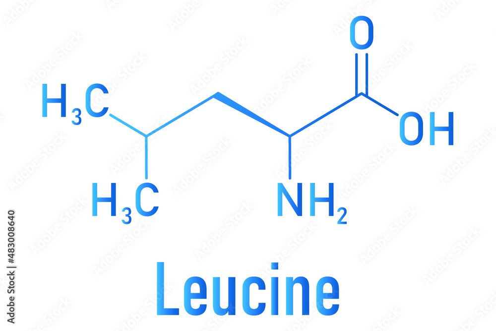 Leucine or l-leucine, Leu, L amino acid molecule. Skeletal formula. Leucine or l-leucine, Leu, L amino acid molecule. Skeletal formula.
